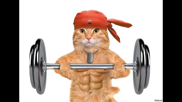 Кот со штангой