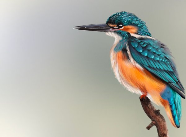 Иллюстрированный Зимородок