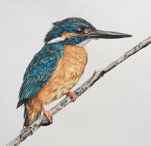 Зимородок акварелью