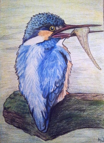 Зимородок карандашом