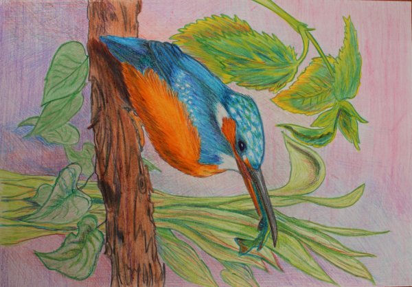 Нарисовать зимородка