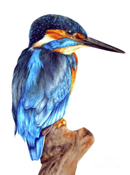 Зимородок птица