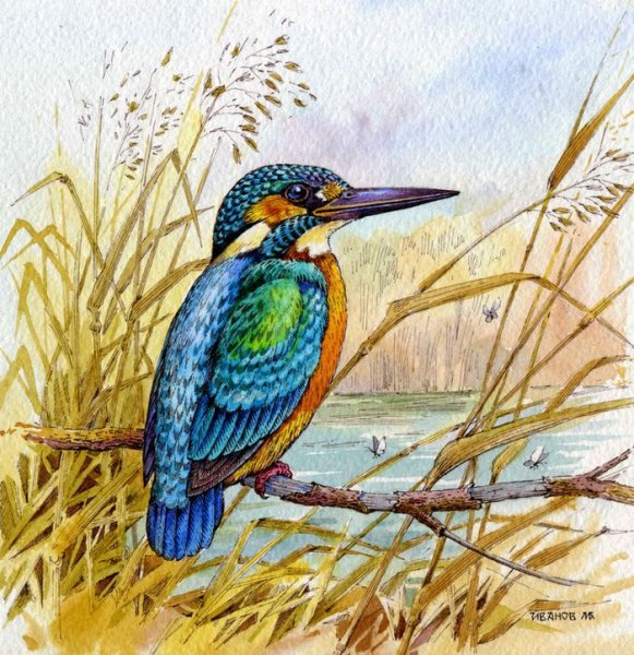 Пичугин Зимородок