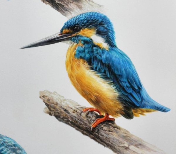 Птицы цветными карандашами