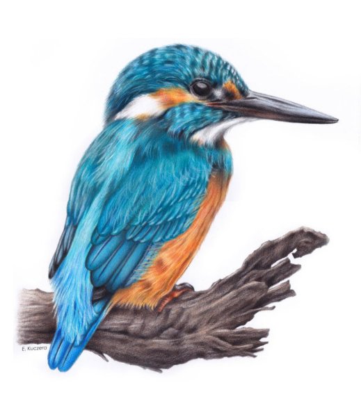 Зимородок цветными карандашами