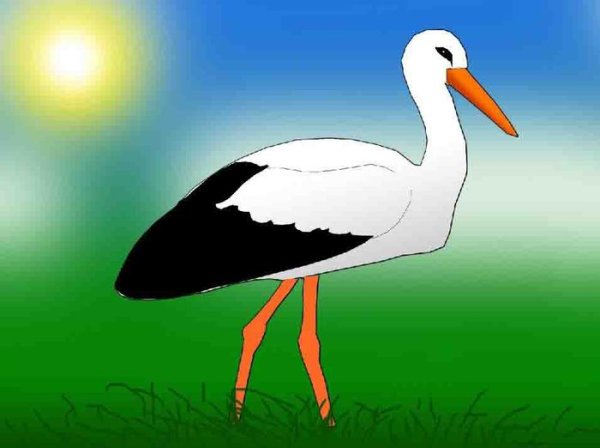 Аист рисунок