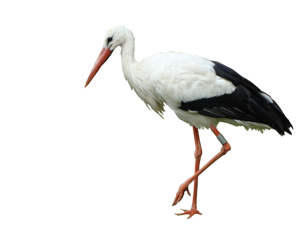 Аист мультяшный