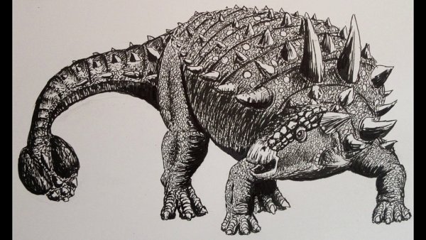 Сколозавр и Анкилозавр