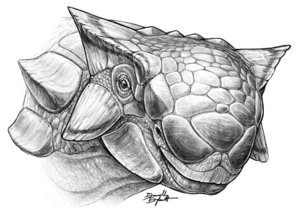 Череп Анкилозавра