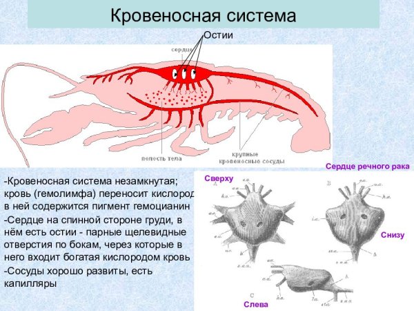 Гемолимфа у ракообразных