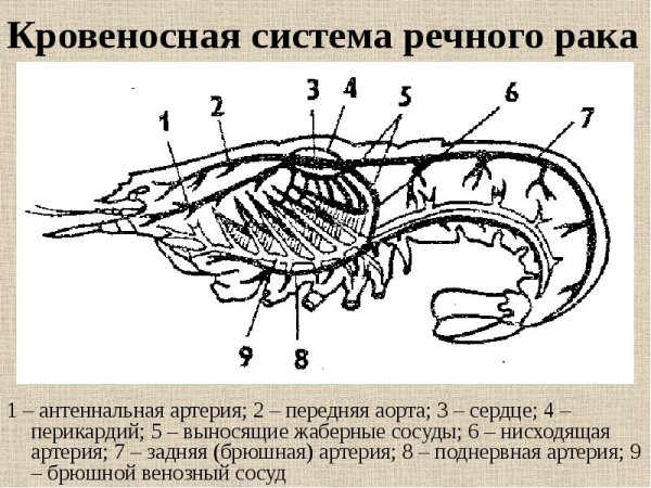 Дыхательная система ракообразных схема