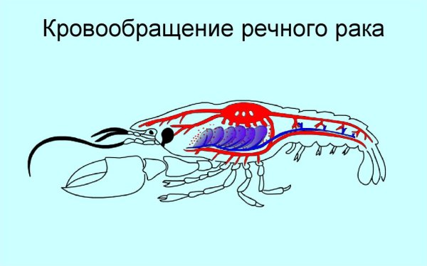 Класс ракообразные кровеносная система