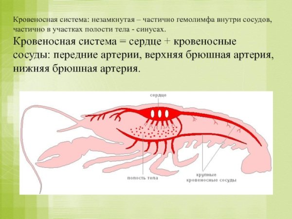 Кровеносная система ракообразных