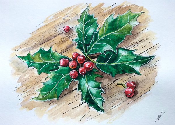Остролист – Holly