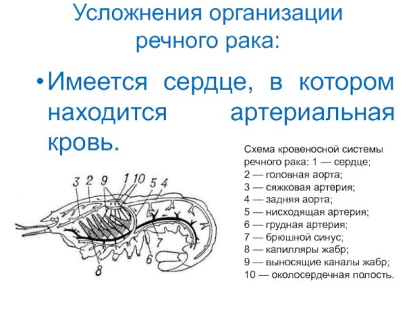 Кровеносная система ракообразных схема