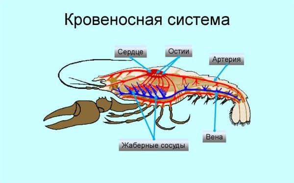 Незамкнутая кровеносная система ракообразных