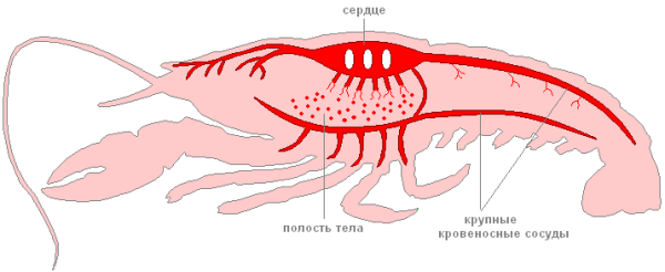 Кровеносная система ракообразных схема