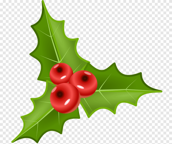 Омела остролист