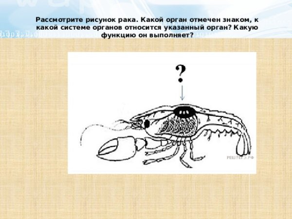 Кровеносная система ракообразных схема