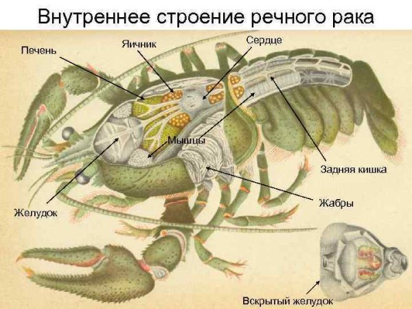 Схема строения кровеносной системы членистоногих