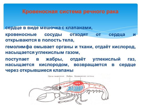 Ракообразные рисунок ЕГЭ
