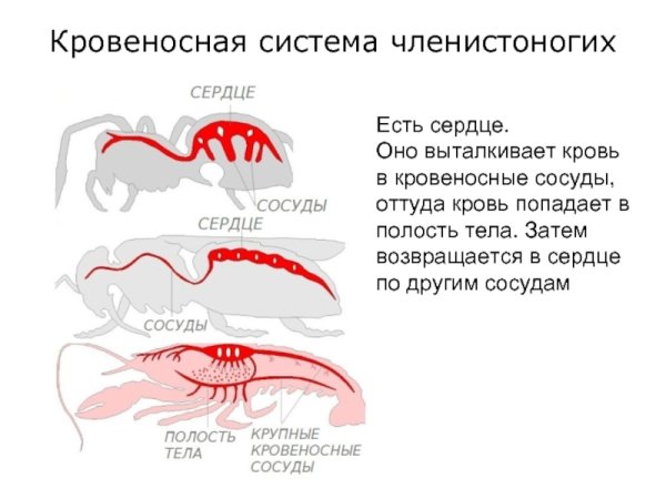Выделительная система краба