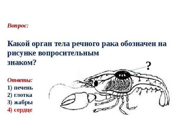 Схема строения кровеносной системы членистоногих