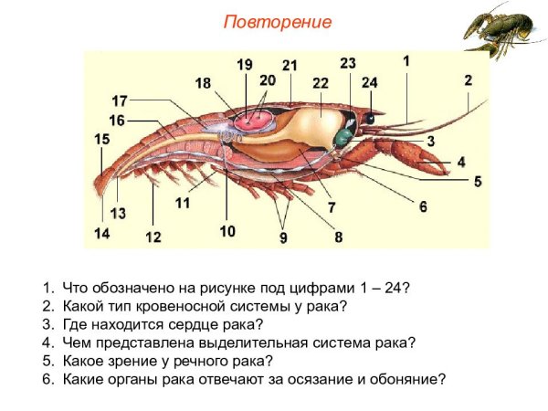 Смешанная полость тела у членистоногих