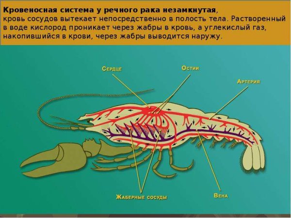 Внутреннее строение ракообразных