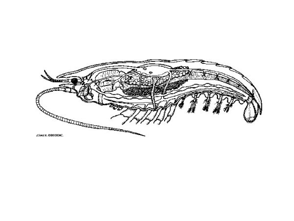 Внутреннее строение ракообразных схема