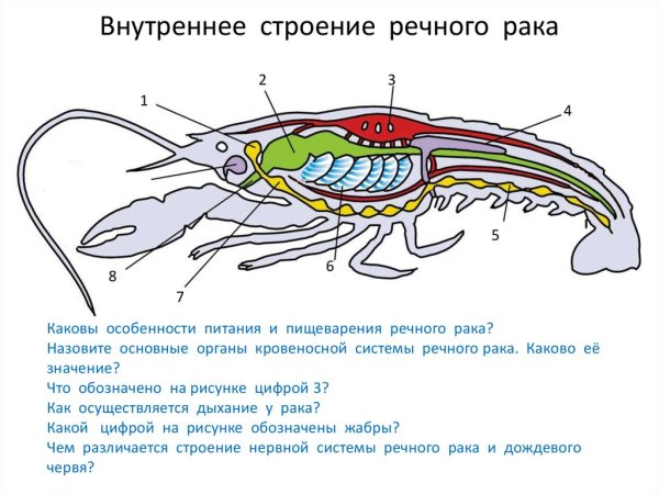 Внутреннее строение членистоногих ракообразные
