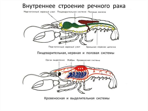 Внутреннее строение ракообразных схема