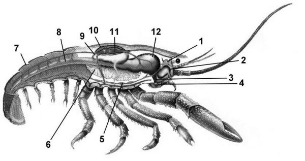 Строение ракообразных схема