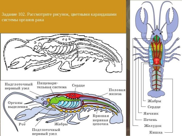 Дыхательная система членистоногих жабры