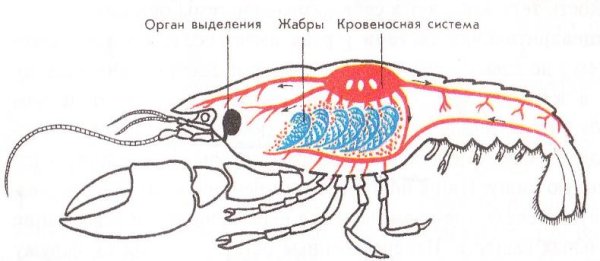 Ракообразные схема органов