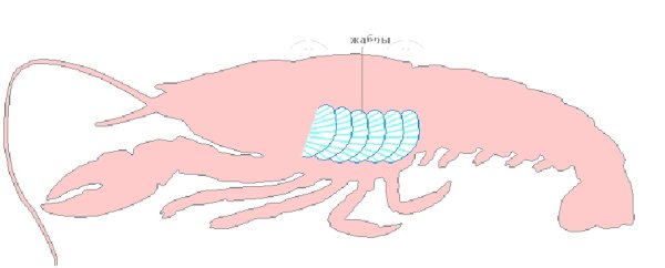 Класс ракообразные. Речной рак.внутреннее строение