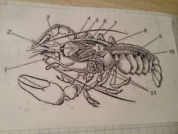 Ракообразные(Речной рак) нервная система