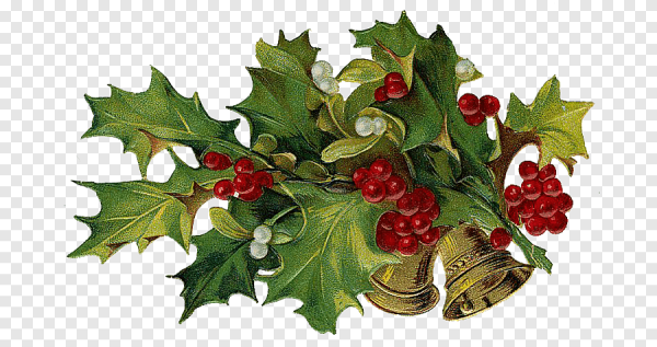 Остролист омела рябина