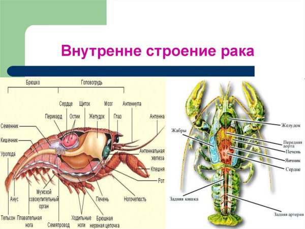 Выделительная система ракообразных