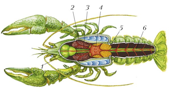 Знаки зодиака сердечки