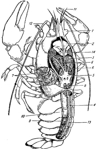 Внутренне строение ракообразных