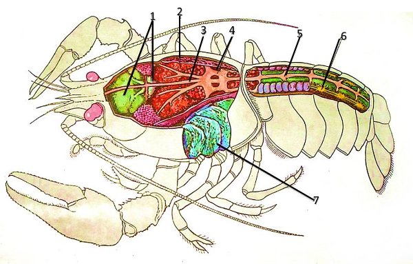 Пищеварительная система членистоногих схема