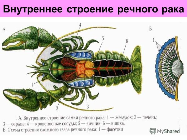Членистоногие ракообразные строение