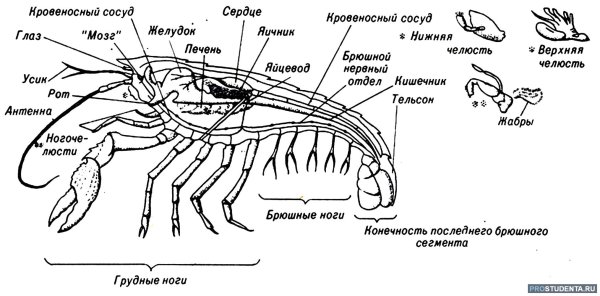 Сосуды сердца