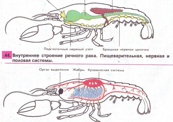 Человеческое сердце в теле