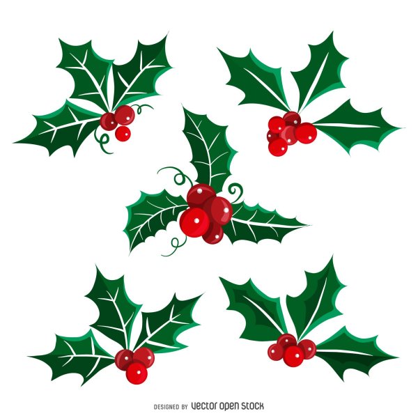 Падуб (остролист) – Holly