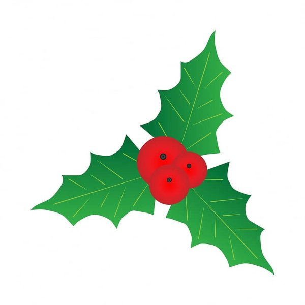 Омела Рождественская рисунок