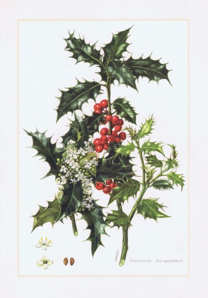 Ветвь омелы символ