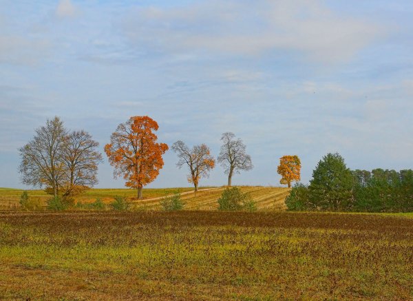 Осенние поля для детей