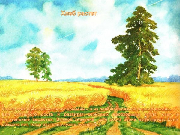 Рисование хлебное поле